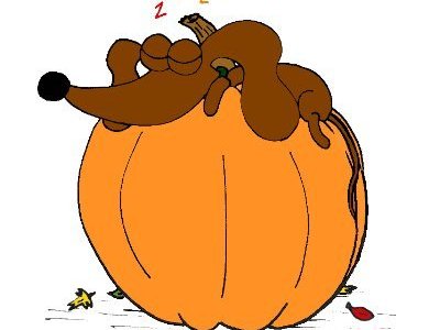 Midge Sleeping on Pumpkin