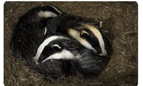 Badgers article 3 Picture2