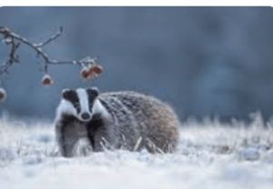 Badger article 3 Picture3