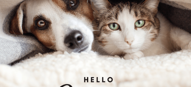 january-animal holidays and observations