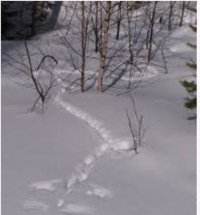 where is the snow picture 3