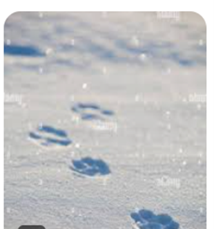 where is the snow picture 2