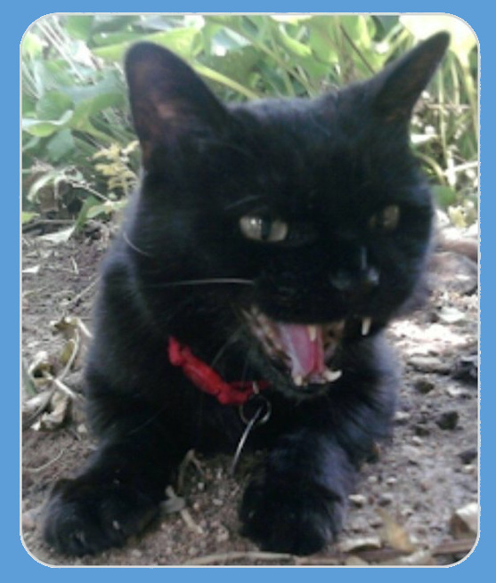 Hissing black cat