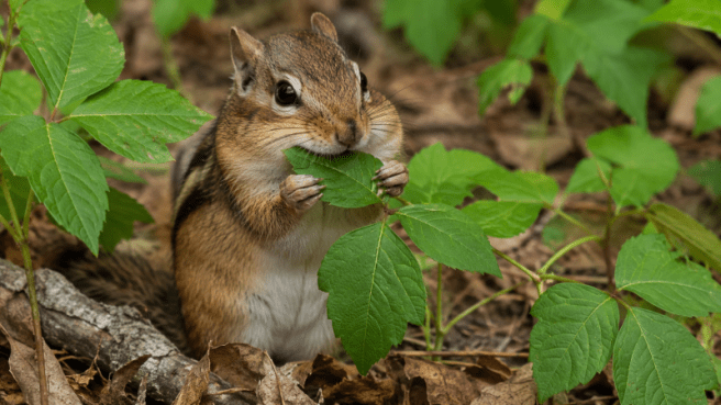 Chipmunk Eating Poison Ivy