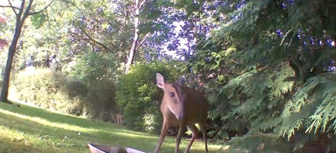 wildlife Picture2